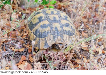 The Land Turtle In Its Natural Environment. A Wild Animal In Forest Of Kalambaka, Greece. The Herman