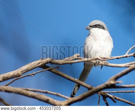 Great Gray Shrike (lanius Exubitor) Perching On A Tree