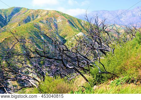 Remnants Of Burnt Chaparral Plants Caused From A Past Wildfire During A Prolonged Drought Taken At A