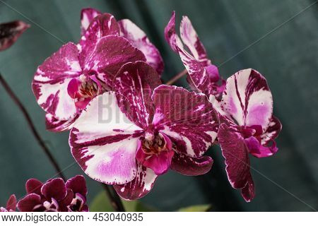 Purple And White Color Of Phalaenopsis Jiuhbao Angle X Sogo Davis Orchids