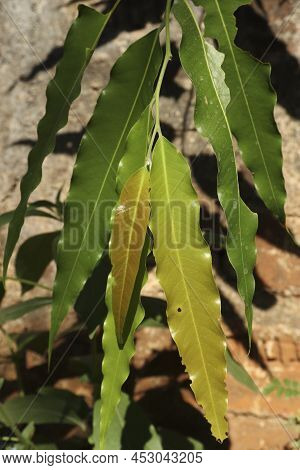 Polyalthia Longifolia Var . With White Backgroundpendula - Leaves, Monoon Longifolium