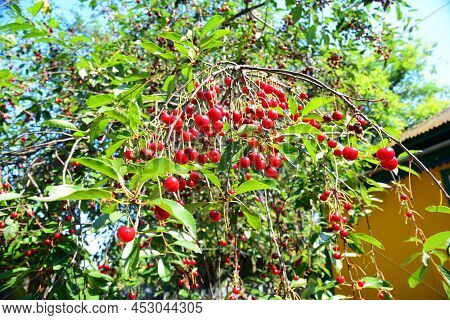 A Prolific Cherry Tree Variety. A Prolific Garden Cherry Tree With Many Red Cherry Fruits Growing Ne