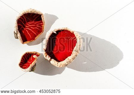 Sarcoscypha austriaca or Sarcoscypha coccinea isolated