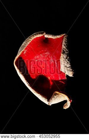 Sarcoscypha austriaca or Sarcoscypha coccinea isolated