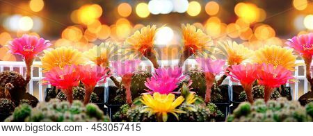 Multicolorl Cactus Desert Flower With Colorful Bokeh Blur Background