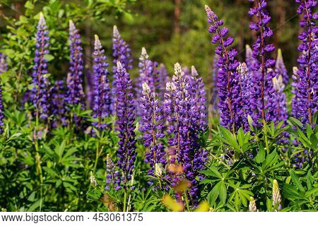 Colorful Blue And Purple Colorful Vibrant Lupine Wildflowers In With Bokeh Blurred Background