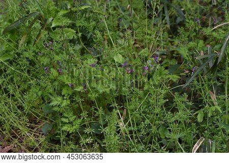 Fumewort (corydalis Insica) Flowers.papaveraceae Toxic Plants. It Grows Mainly In The Shade Of Trees