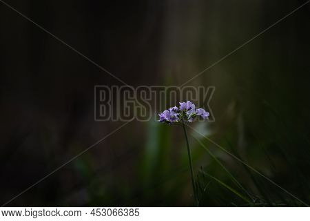 Isolated Cuckoo Flower Against A Dark Blurred Background In The Forest