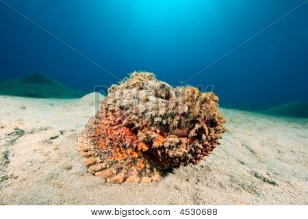 Stonefish