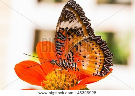 Motýl ve kterém byly mužské Leopard