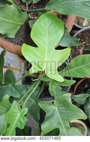 Philodendron Pedatum, Philodendron Or Araceae Plant In The Garden