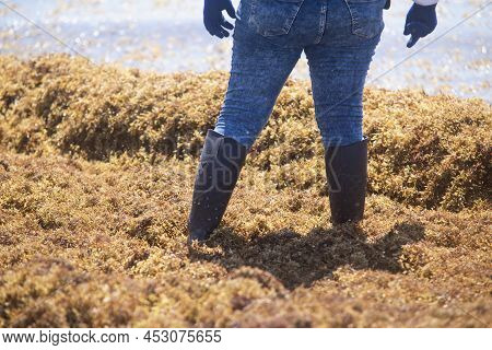 Detail Of The Legs Of A Mexican Woman With Boots And Gloves Immersed In Sargassum On The Shore Of Th