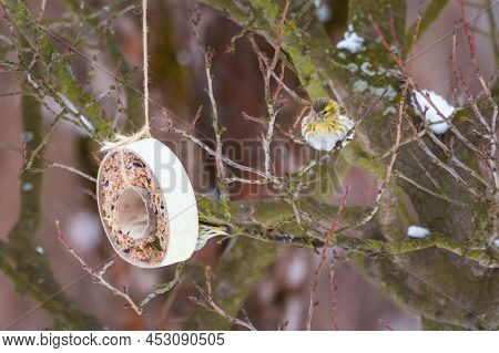 Eurasian Siskin Feeding On Seeds Hanging From A Tree Branch In A Donut-shaped Case. Little Colored B