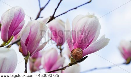 Close-up Of Pink Magnolia Flowers Against The Sky.flowering Garden,seasonal Flowers.spring Flowers,b