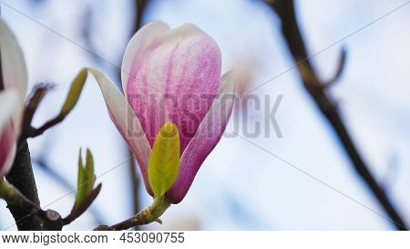 Close-up Of Pink Magnolia Flowers Against The Sky.flowering Garden,seasonal Flowers.spring Flowers,b