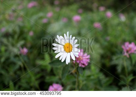 Photo Of White Chamomile Flower Among The Clover Flower Meadow. Summer Green Wallpaper