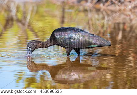 A Glossy Ibis Wading For Food At Merrit Island.
