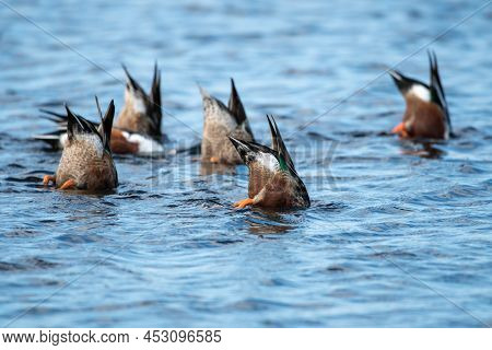 Northern Shoveler Feeding In Merrit Island National Wildlife Refuge.