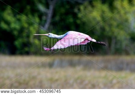 A Roseate Spoonbill In Flight Over Merrit Island