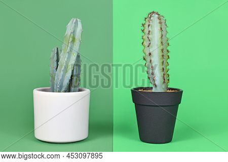 Comparison Between Real And Fake Plant. Potted Natural Myrtillocactus Cactus Next To Plastic Plant