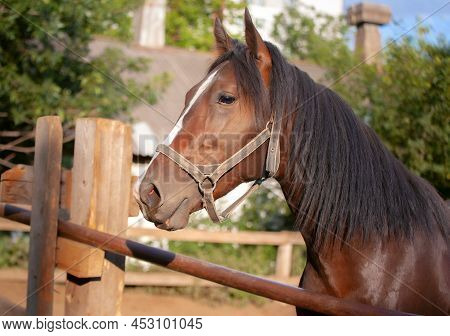 Beautiful Horse Abaft Fence. Thoroughbred Beautiful Stallion. Portrait . Close Up Of The Head Horse