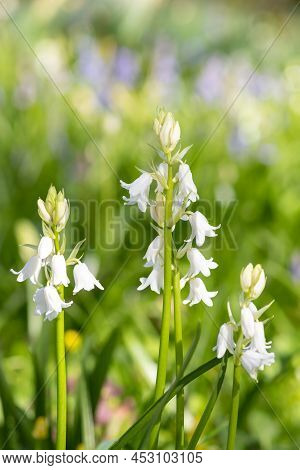 Spanish Bluebell (hyacinthoides Hispanica) Flowers