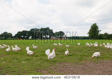 生物学的鶏の農業景観