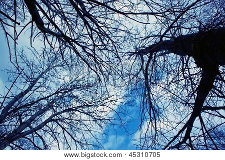 Alberi