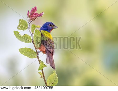 Painted Bunting Hanging Off A Plant In Dallas