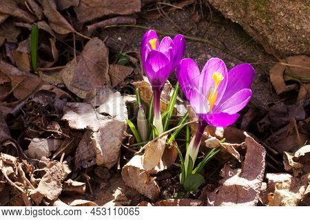 Spring Natural Background Texture With Purple Crocus Flowers Growing From Dry Leaves Foliage And Roc