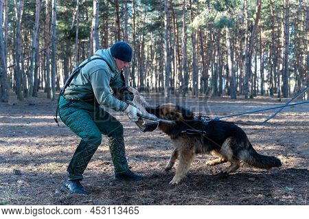 German Shepherd Holds Bite Sleeve In Its Mouth. An Adult Male Swings To Strike The Dog With A Stick.