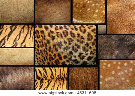 Raccolta di texture - animale pelliccia