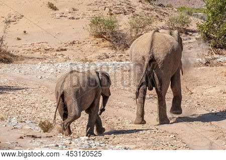 Closeup Of Two African Desert Elephant - Loxodonta Africana- Wandering In The Desert In North Wester