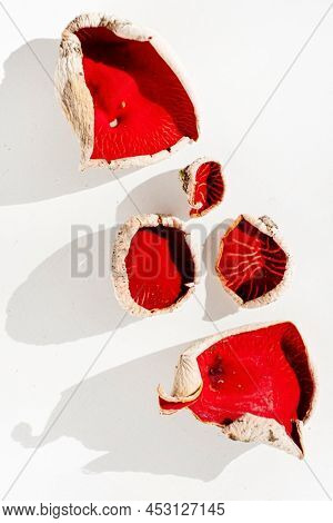 Sarcoscypha austriaca or Sarcoscypha coccinea isolated