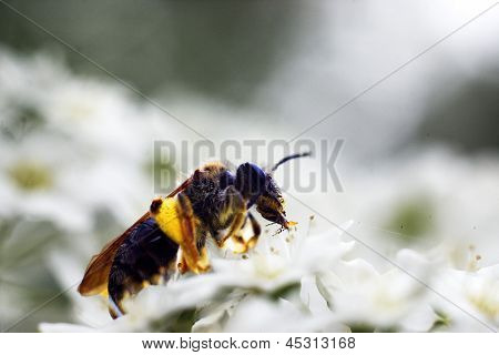 Las flores y las abejas