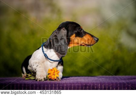 Small Daschund Puppy On Table Outdoors With Yellow Flower