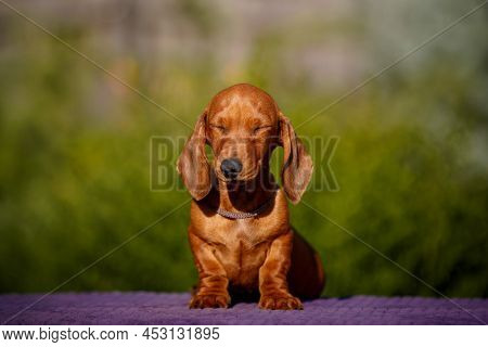 Small Sleeping Daschund Puppy On Table Outdoors