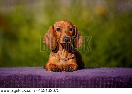 Small Daschund Puppy On Table Outdoors With Yellow Flower