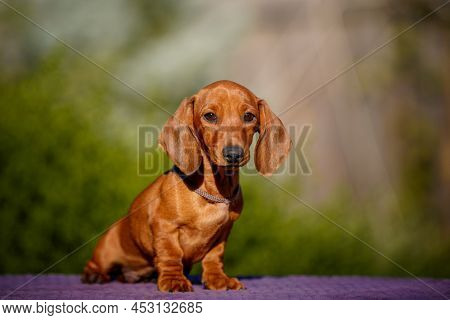 Small Daschund Puppy On Table Outdoors With Yellow Flower
