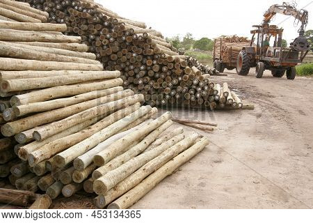 Eunapolis, Bahia, Brazil - November 26, 2010: Eucalyptus Wood Treated In An Autoclave Is Seen In A L