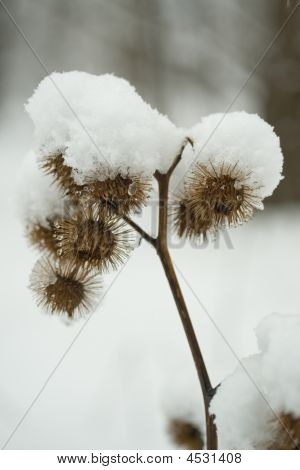 Klette unter Schnee