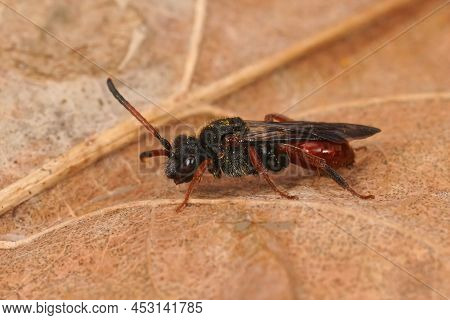 Closeup On The Dark Form Of The Colorful Red Fabricious' Nomad Bee, Nomada Fabriciana Sitting On A D