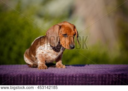Small Bright Daschund Puppy On Table Outdoors