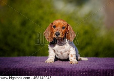 Small Bright Daschund Puppy On Table Outdoors