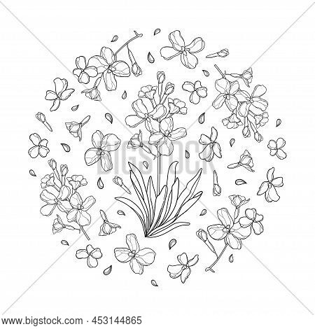 Round Bunch With Outline Matthiola Or Brompton Stock Flower, Bud And Leaves In Black Isolated On Whi