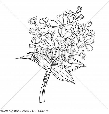 Bouquet With Outline Matthiola Or Brompton Stock Flower, Bud And Leaves In Black Isolated On White B