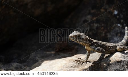 Stellagama On The Rocks In Israel Close-up. The Brightly Lit By The Sun Lizard On Stones