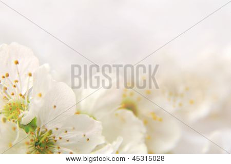 Flovers 1