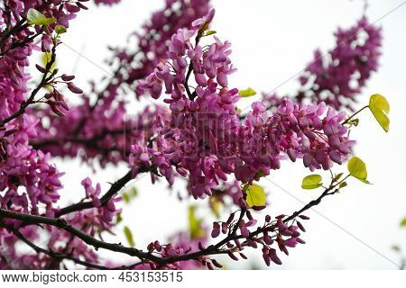 Cercis Siliquastrum Blooming Tree. Pink Flowers Background. Judas Tree Branches In Pink Blossom. Bea