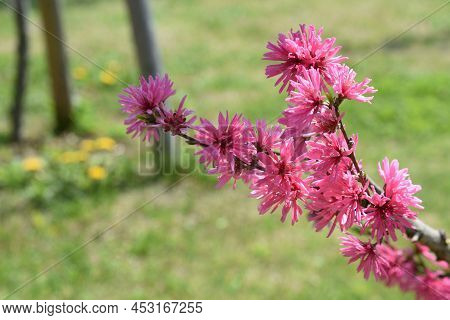 Amygdalus Persica Blossoms. Rosaceae Deciduous Tree. The Deep Red Double Flowers Bloom From Late Mar